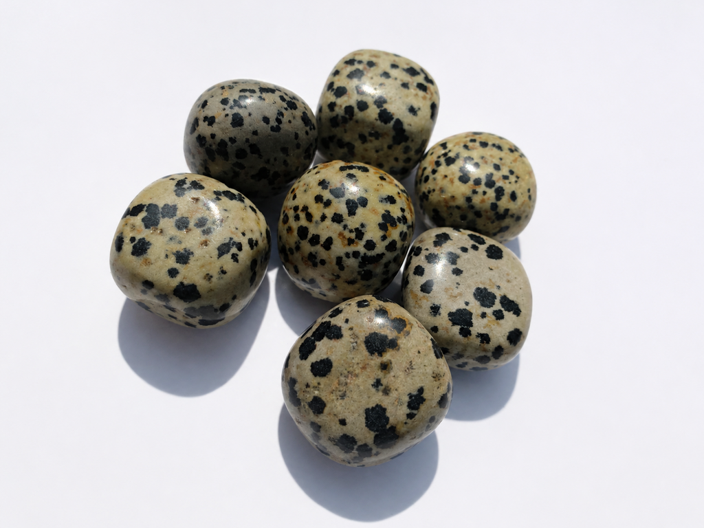 Pierre Jaspe Dalmatien