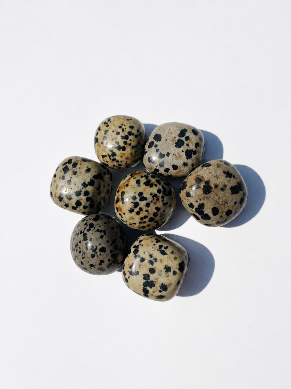 Pierre Jaspe Dalmatien
