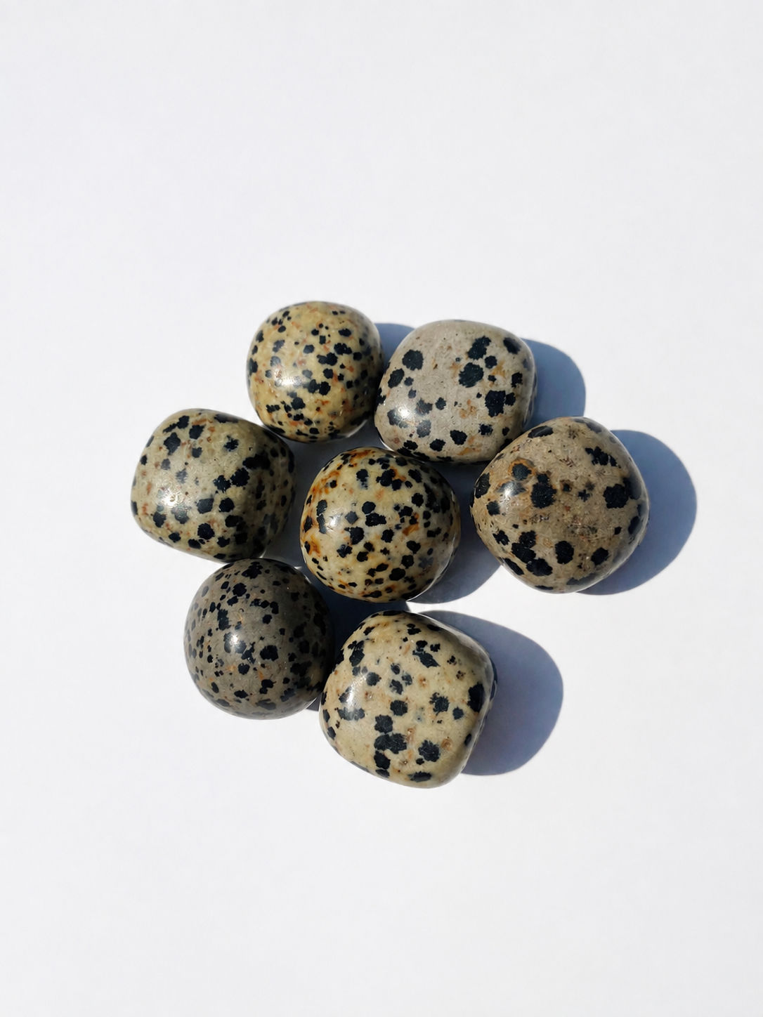 Pierre Jaspe Dalmatien