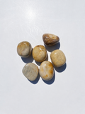 Pierre Corail fossile