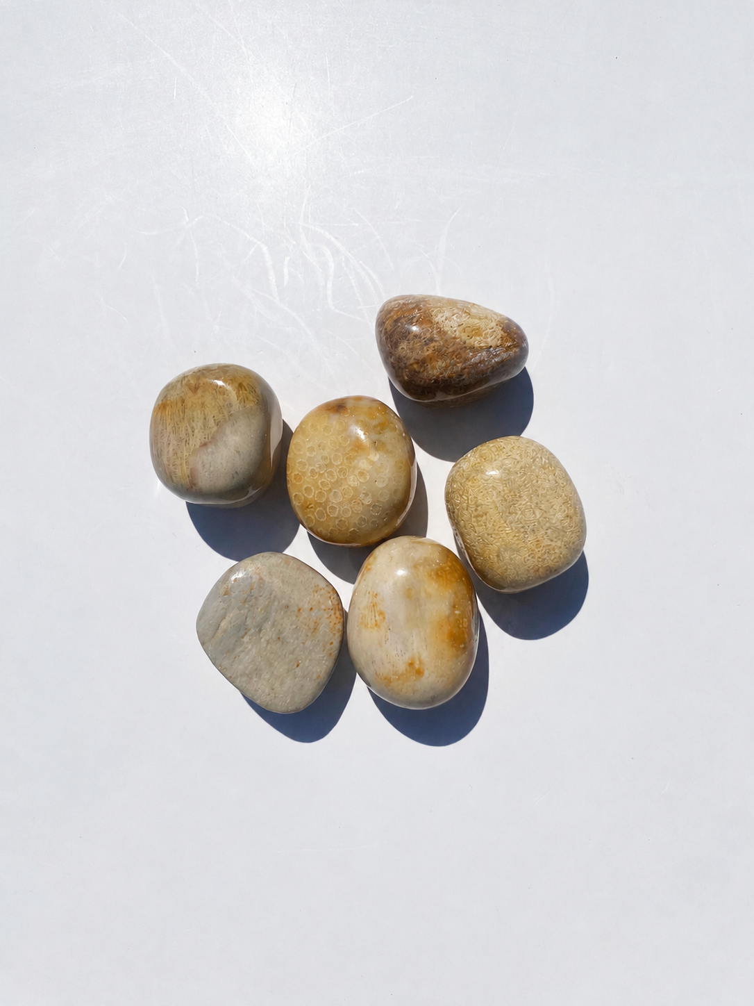 Pierre Corail fossile