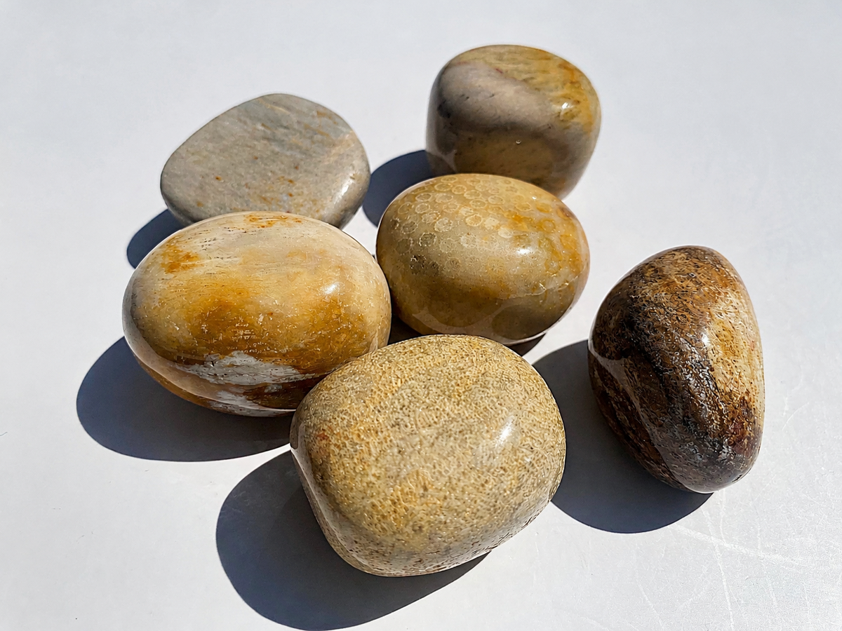 Pierre Corail fossile
